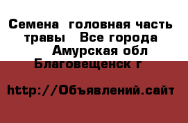 Семена (головная часть))) травы - Все города  »    . Амурская обл.,Благовещенск г.